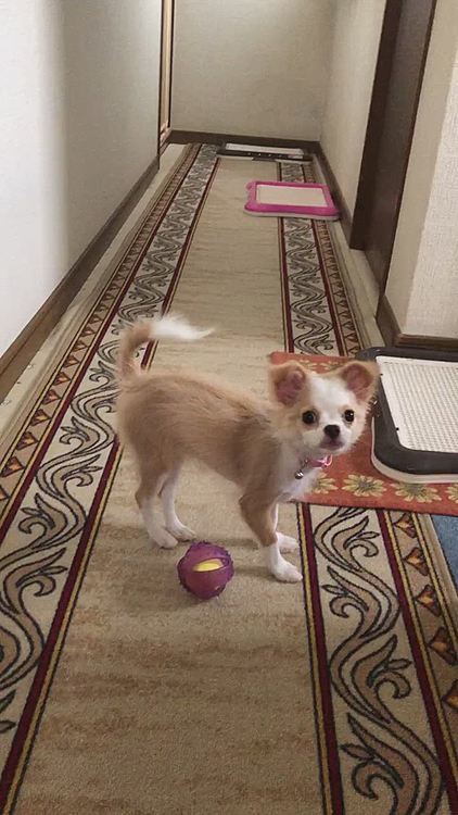 小春はお家でボール遊び🎵🐶
廊下は暑いので、部屋のドアを開けて
廊下に置いてる扇風機で冷気を流してます👍
小春が運動不足にならないように、しっかり走ってもらいました😂