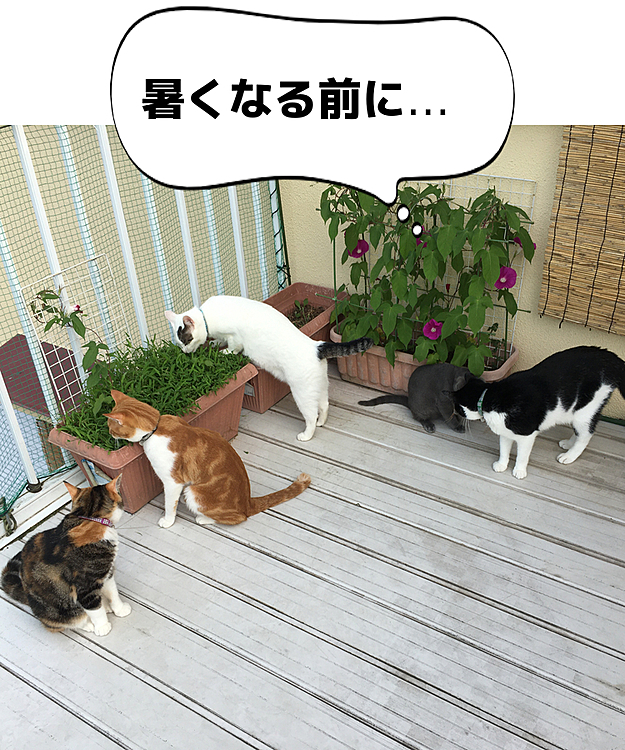 朝活、朝活！
今日は朝顔５輪咲きました♪