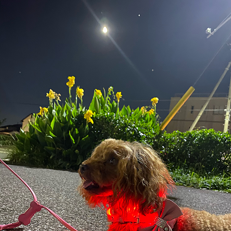 8/4(火)
おはようございます☀️
いつかの夜散歩🐶🐶🐶
お花も綺麗💕月も綺麗✨首輪のライトも✨😆
