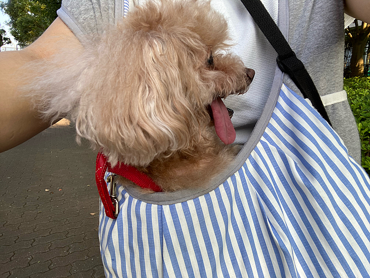 モカちゃん、今朝は4時起き❣️
もう少し寝てよ〜と思いましたが、寝る様子もないのでお水飲んでトイレシートに連れて行きチッチしました👍
スッキリして寝るかと思いきや、寝ないので朝散歩したよ🐶🐶🐶
抱っこ用キャリーバッグ、これ、ショルダーではなくカンガルー抱っこなるので肩の負担も少なく楽です❣️