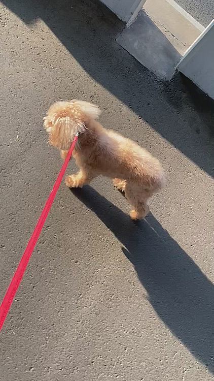 モカちゃん、頑張って歩いてくれた💕
モカちゃん歩くの止まってしまうと🐶🐶待っててくれる💕
🐶🐶には申し訳ないと思ってしまいます😥