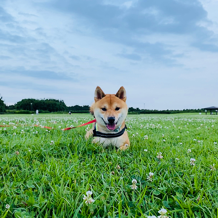 夕方の公園は風も少しあって気持ちよかったです😊
