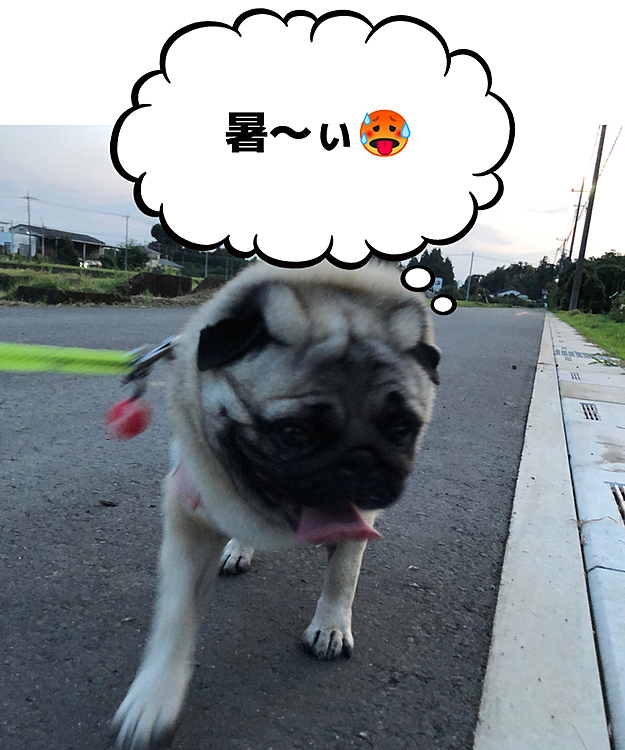 今日は暑かったですネ🥵
夕方散歩行って来ました🐶
日が暮れても『あち〜💦』