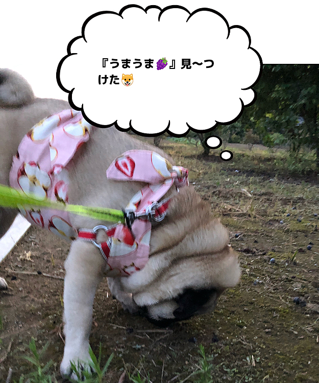 散歩途中、ブルーベリーをいただき🐶🐶