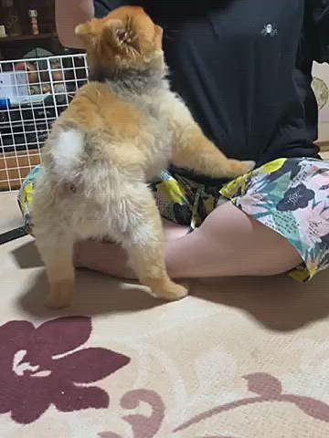 今日は、このくらいにしてるぜ…みたいに勝ち誇った顔をして、お姉ちゃんにお尻を向けナデナデを要求…😅
でも、最後はお姉ちゃんに返り討ちにあい、完敗のルルちゃん🤣