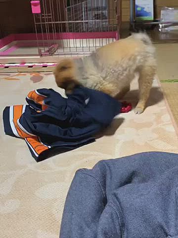 仕方なく、お姉ちゃんのジャージに八つ当たり🤣
そして、またまた怒られるルルちゃん😅