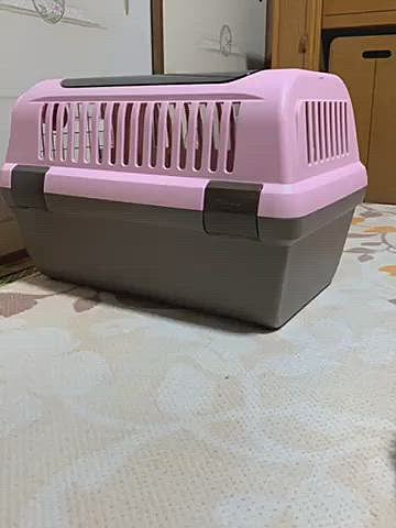 仕方ないので、いじけてみました🤣