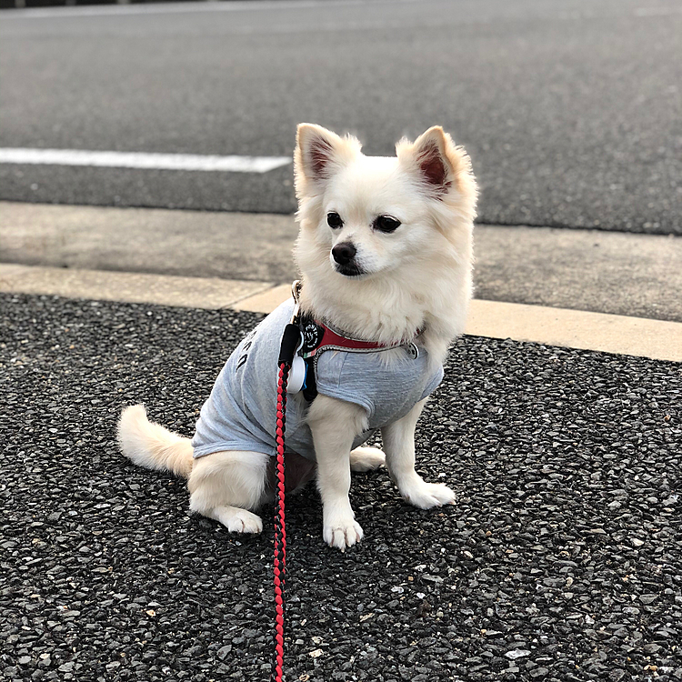 おはようございます☁️
今朝は少し涼しい❓気がします😄

小雪、なんか朝から凛々しいわぁ💕