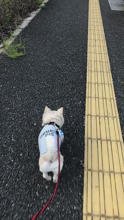 小雪は今朝も元気いっぱいお散歩してきました🎵🐶
今朝は早足な気分やったね🐾
夕方のお散歩は19:00くらいに行こうね🎵