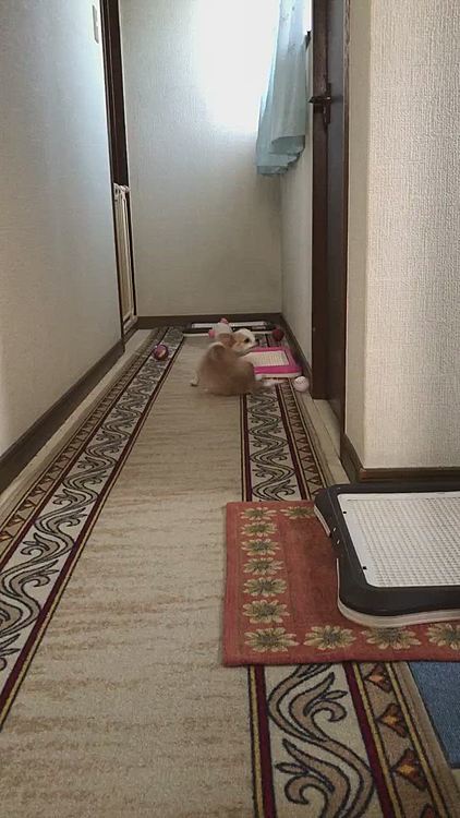 小春は今朝も元気いっぱい廊下でボール遊びです🎵🐶
ぴょんぴょんしながらボールを運びます✨
でも『ちょーだい』ができません🤣