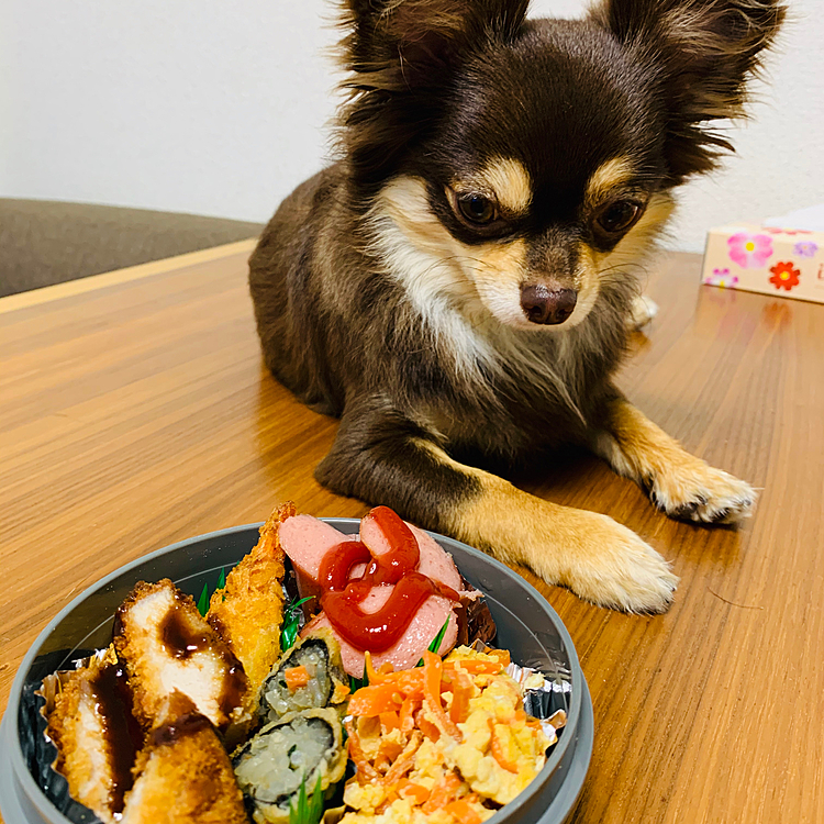 そしてパパのお弁当が出来るとまるちゃん　チェックしてました💕
まるちゃんにも、お弁当作ってあげたいなぁ😍