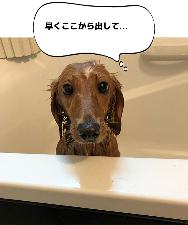暑かったので、
お風呂で水遊びついでにシャンプーでスッキリしました❗️

