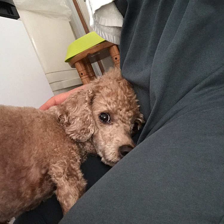 8/5
仕事から帰ってきたら、すぐに甘えにやってくるアラシですが、くっつきたすぎて、変な格好になってます🤣