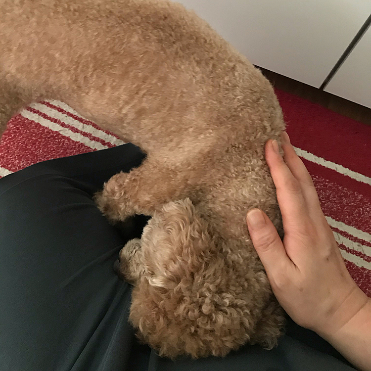 どんな甘え方？一人爆笑してました🤣

遅い朝ごはん食べて、今ライオン丸で遊んでたら急に残渣物を嘔吐🤮
急だったのでびっくりしましたが、アラシはこうやってたまに嘔吐します。今はケロっとしてます。久々の嘔吐でした。
はしゃいで遊びすぎたのかな？慣れてるとは言え続かなければいいですが😢