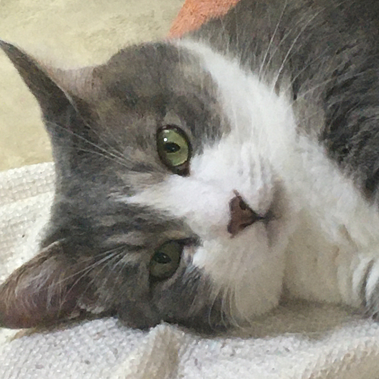 真顔で私を見つめてくる猫