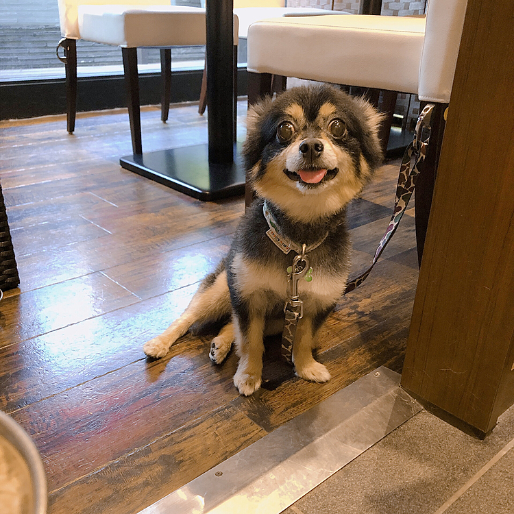 今日はお休みなので、
お散歩がてら愛犬ヴィレッジでご飯を食べてきました♪

カフェは18:00 CLOSEなの知らなくてギリギリでした💦
まだまだコロナの影響で飲食店は時短営業なのね、、💦

全然ゆっくりできず急いでご飯食べましたよ🤣💫笑


とらくんは店員のおねえさんにいい子いい子してもらったり
あまえたり、おちりくっつけたり、楽しそうでしたけど🐯︎🌟笑



