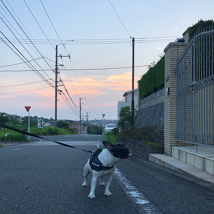 夕散歩行って来ました😀
夕方になると少し涼しくなってお散歩し易いです😁
去年は暗くなって暫くしないと、とてもお散歩に行けなかったような気がします🤔
これから暑く暑くなっていくんでしょうね😆