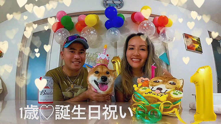 ペーちゃん8/1日に1歳になりました。🎂🎉❤️🐶😍🎁🎈おめでとうございます🎈ママとパパはとても幸せデス♡
