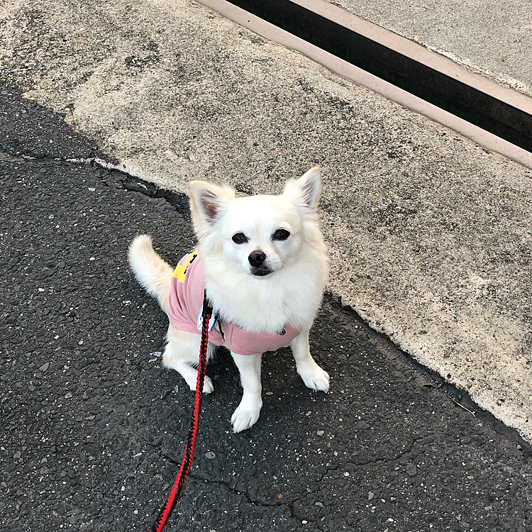 今朝も元気いっぱいお散歩してきたよ🎵🐶
今日はちょっと涼しくていい感じ👍
日差しが出てきたら暑くなってきたね💦