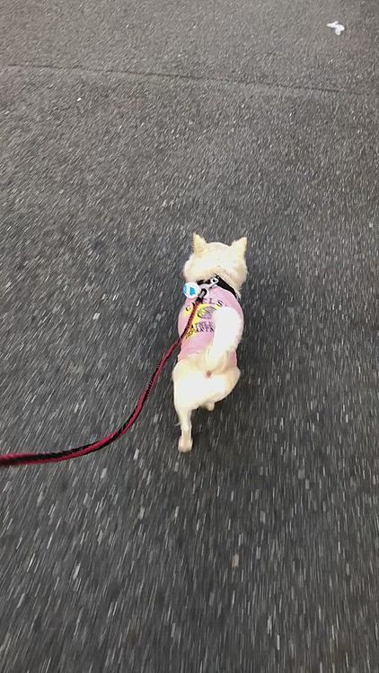 眠かったから出だしはノロノロ歩きやったけど、だんだんエンジンかかってきたね🐾