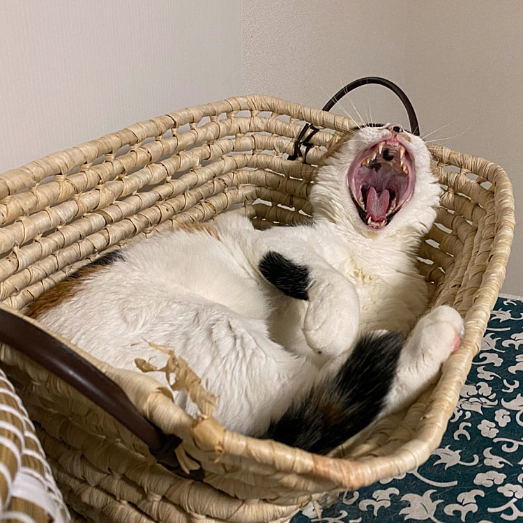 欠伸豪快