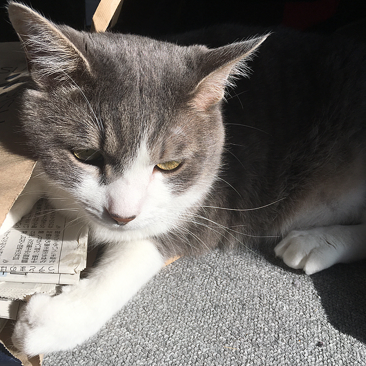 紙袋に入ろうとして入れなかったうちの猫
名前はしまといいます。