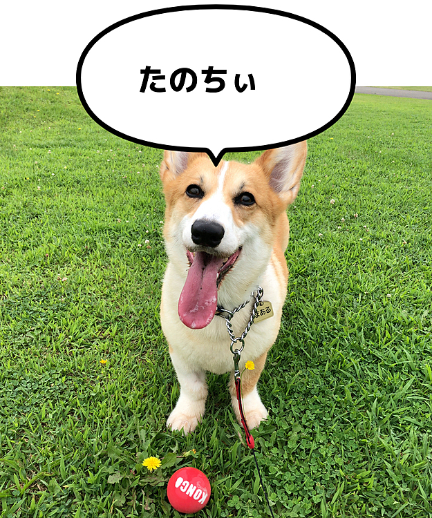 最高の笑顔いただきました❤️
今日も元気に過ごそうねっ😍