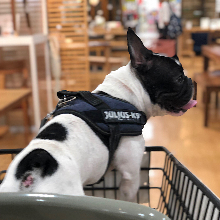 用事があってシマホに行って来ました。
まろはカートに乗ってご満悦です🛒😁