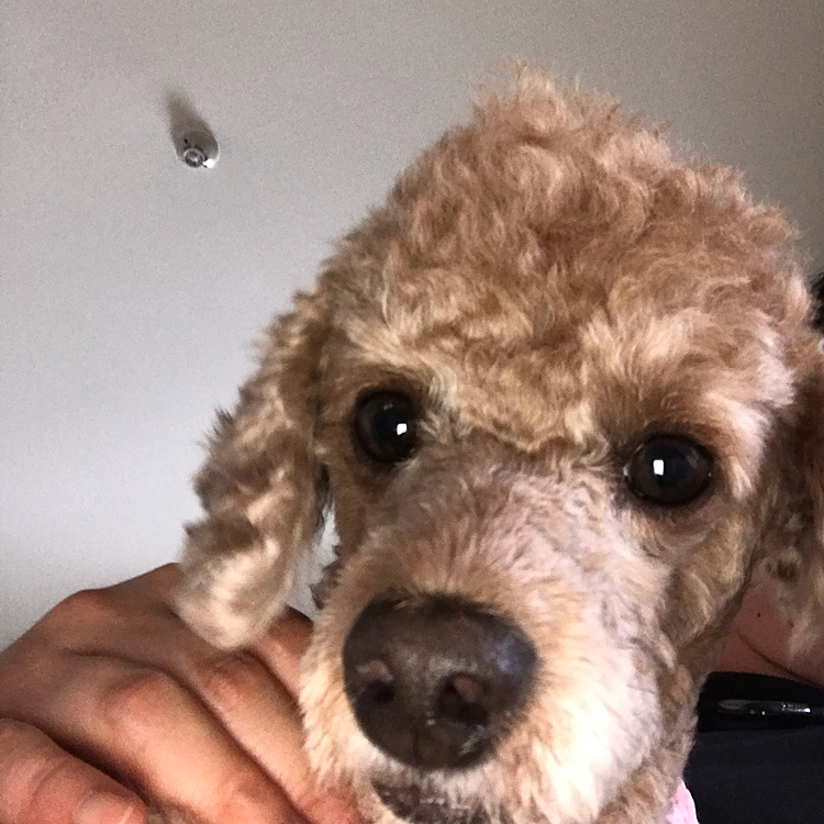8/6
目の上の毛をカットしようと思い、カット前の写真です