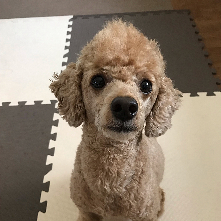 カット後の写真です。わかりますかね？😅
今回は割とうまくいったと自負してます🤣歯磨きスタイルにして、結構ざっくりカットしました👍