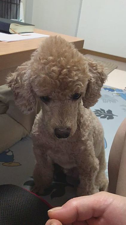 恒例のエアワンです🤣なんでくれないの？と私の顔を途中で見る顔が可愛いと思いついつい😅
