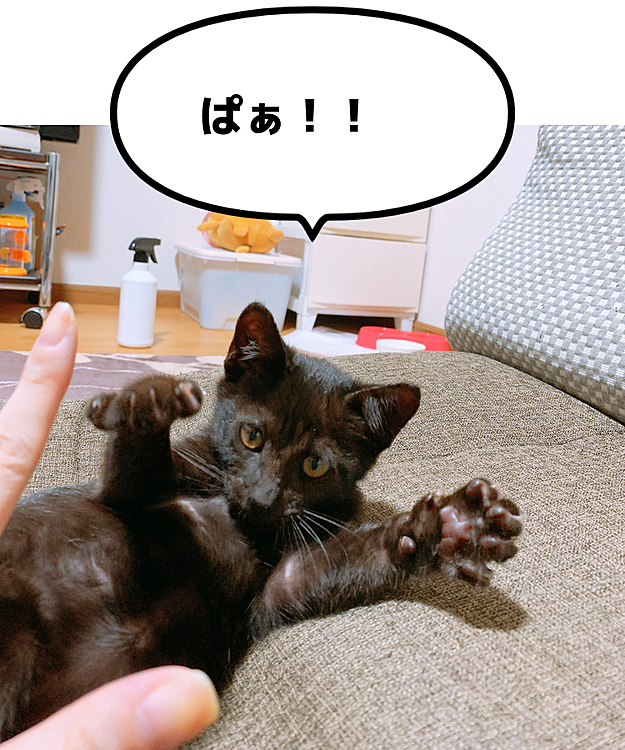 保護猫ちゃんをお迎えして二週間たちました！
家にもなれたようで毎日運動会…
寝る時間に大暴れ！！笑

でもとてもかわいいです笑
ちょっとまえ体をすごく痒がってたので病院へ行きましたがカビとかのみとかではないそう…
ストレスかなぁ(-ω-；)
お耳のとこがハゲてきてしまい心配です…
お薬でいまはなんとかなってますが
原因を探らねば…！！！