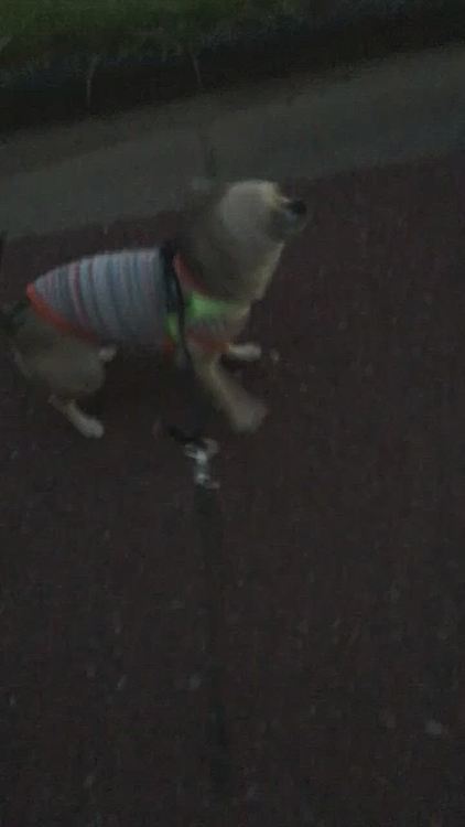 明日からしばらく雨☔️予報なので今日は、散歩行けて良かったね🐶💕一昨年買ったボーダーのタンクトップ、寸足らずに...当時は、身体も丸く小さかったよね😆💦