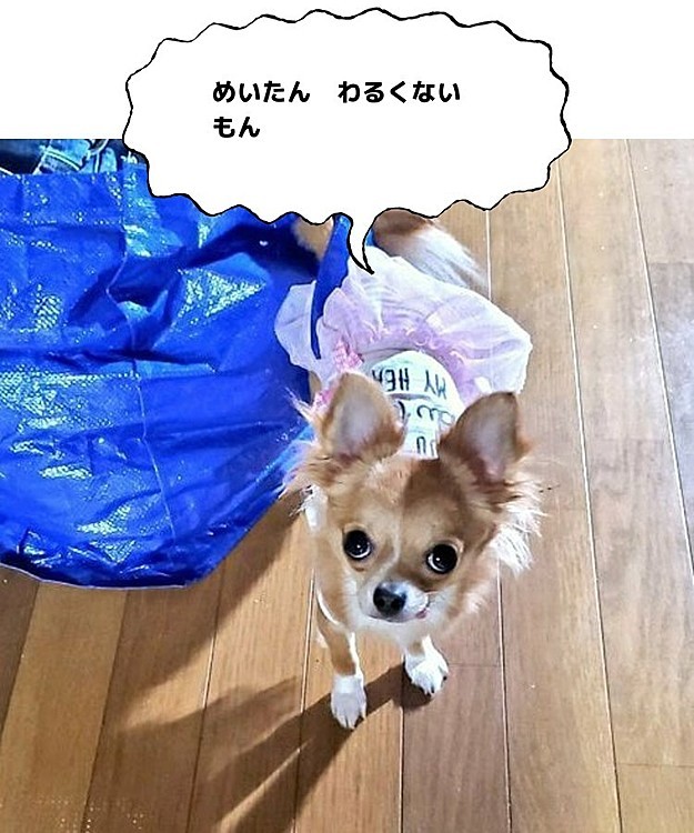🐶『めいたん、なんにもわるくないもん。ひもがかってに くるくるしたんだもん。おかあたんのおようふくなんて いたずらしてないもん。めいたん、おりこうさんだもん』
今日は実家にお泊まりですが、めいちゃんのいたずらは止まらない‼️