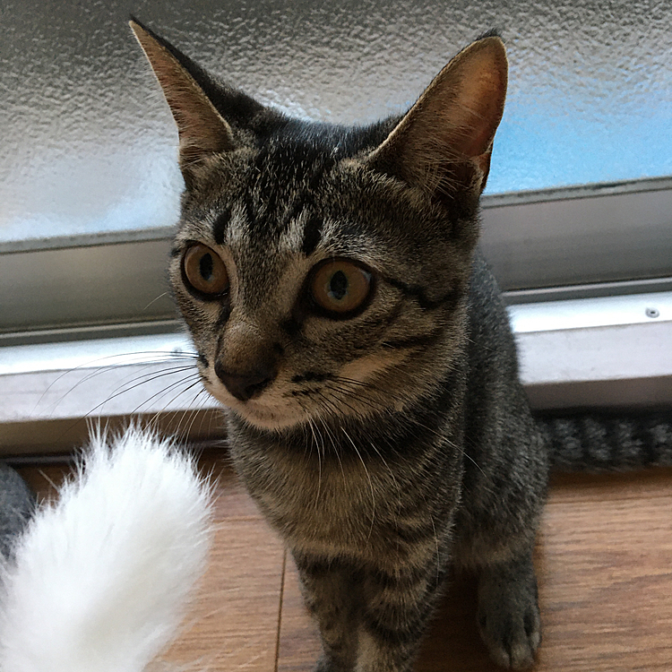ルイナ猫じゃらしを見ながら飼い主を見てる。