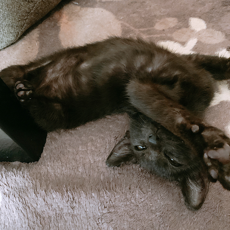 動物飼ったことない旦那をメロメロにする悩殺ポーズ
あざとい
かわいい