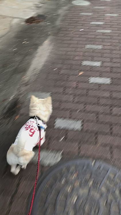 小雪は今朝も元気いっぱいお散歩してきました🎵🐶
珍しくあまり行かないコースにスタスタ🐾👣
たまには違う道を探検するのも楽しいね✨