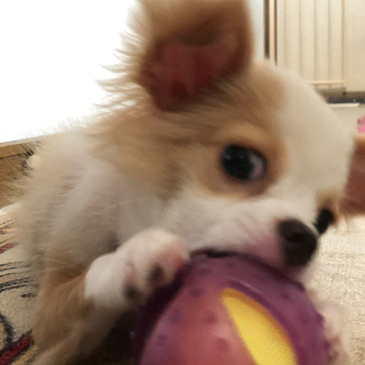 小春は今朝もお家でボール三昧🎵🐶
なんちゅ〜顔しとるん❓🤣