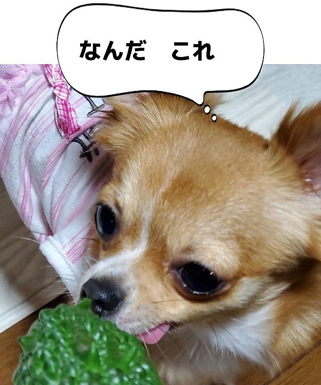 ６時前からめいちゃんに起こされ、朝ごはん作り・ゴミ捨て・わんこにごはん・庭仕事・ゴーヤ収穫とハードでした😅
今年も30㎝以上の立派なゴーヤがたーっくさん育っていて、ゴーヤ三昧になりそう🥰💕
