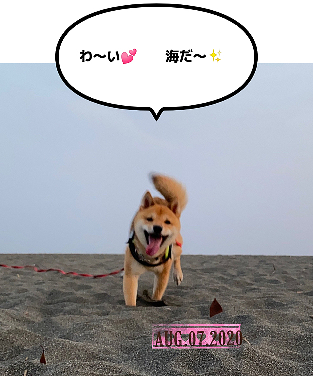 今日は夕方に海散歩しました⛱