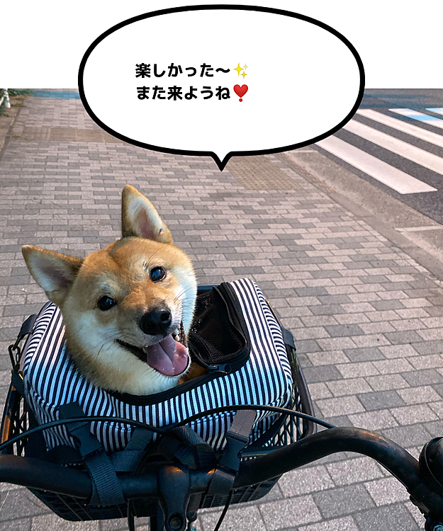 信号待ちの時、ずっとこっちを見上げてる顔が『楽しかったね💕』と言ってるようでした😊