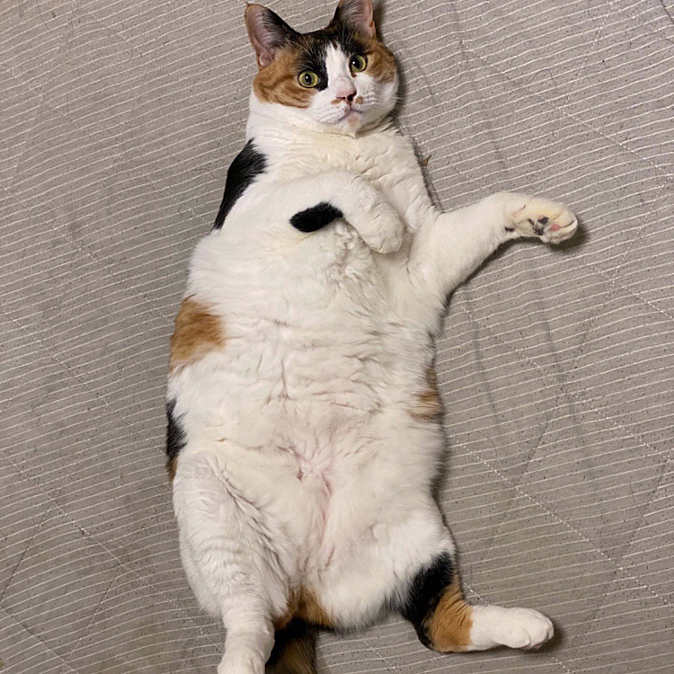 へそ天出し