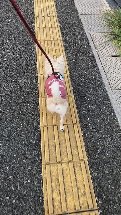 小雪は元気いっぱいお散歩してきました🎵🐶
よく点字ブロック❓の上を歩くんやけど…
足裏マッサージ効果でもあるんやろか❓🤣
シュナウザー君に吠えられたけど、吠え返さないでお利口さんやったね💕😊