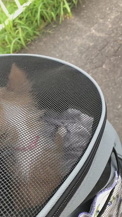 小雪のお散歩後に、選手交代して
小春とリュック散歩へ行きました🎵🐶
ジャックラッセルテリア君に会ったね✨
メッシュ越しに草をクンクン🎵したり、踏切の音を聞いたり、カラスを見たり…
お外はいろんなモノがいっぱいやね😊