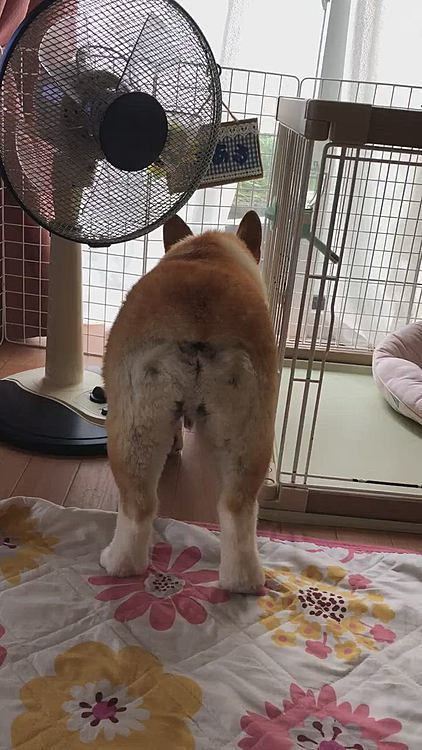 次はお外が気になって何かを見てる😃
何が居たというんだ？謎💦
誰か通ってた？ニャンコか？
