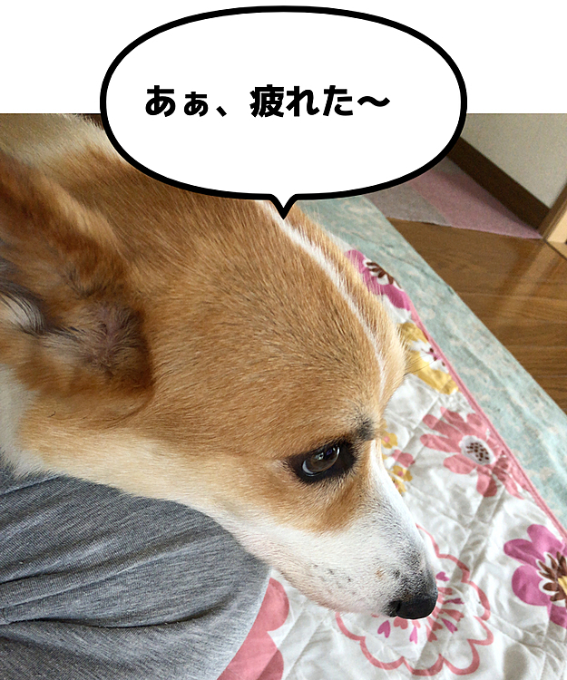 色々やった後は疲れたらしい🤣
この写真は全て5分間の出来事です😃
そりゃー、疲れるわな🤣🤣🤣🤣
まある地方、昨日クラスター発生したね。
更に気をつけよう💦