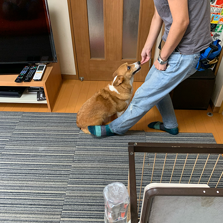 お家の中では、マーチの筋肉の歪みを矯正するため、真っ直ぐ座ったり