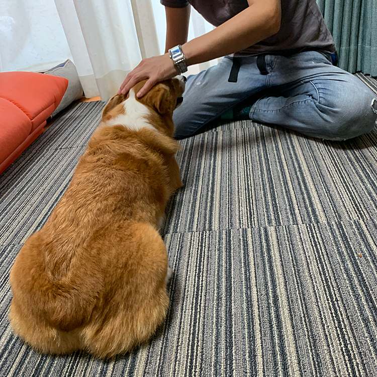 真っ直ぐ伏せをする練習をしました☺️
今までは拾い食いしないかとか、イタズラしていないかとかばかり気になっていて、筋肉の歪みなど気にしている余裕が無かったですが、これからシニアになるにつれ、歪みを矯正することが大切になるようです😚
頑張りました💪