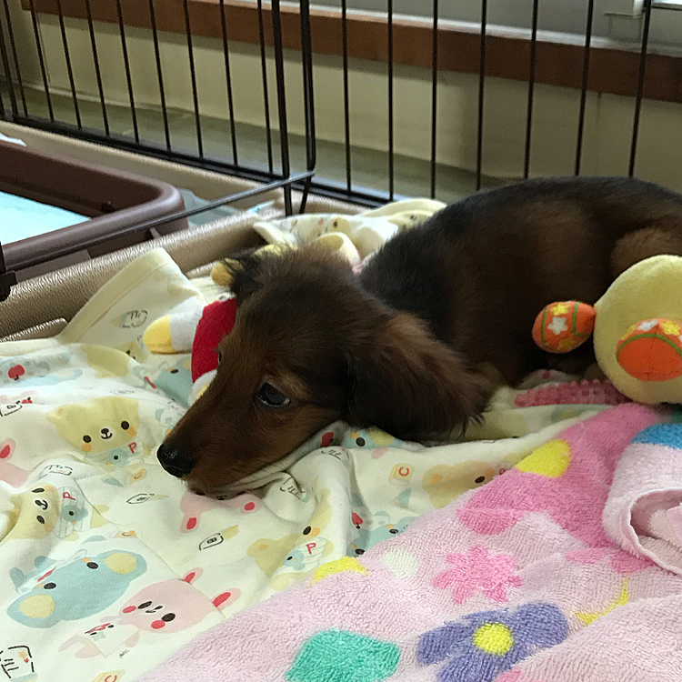 睡魔と戦ってる愛犬！
可愛い(*´ω`*)