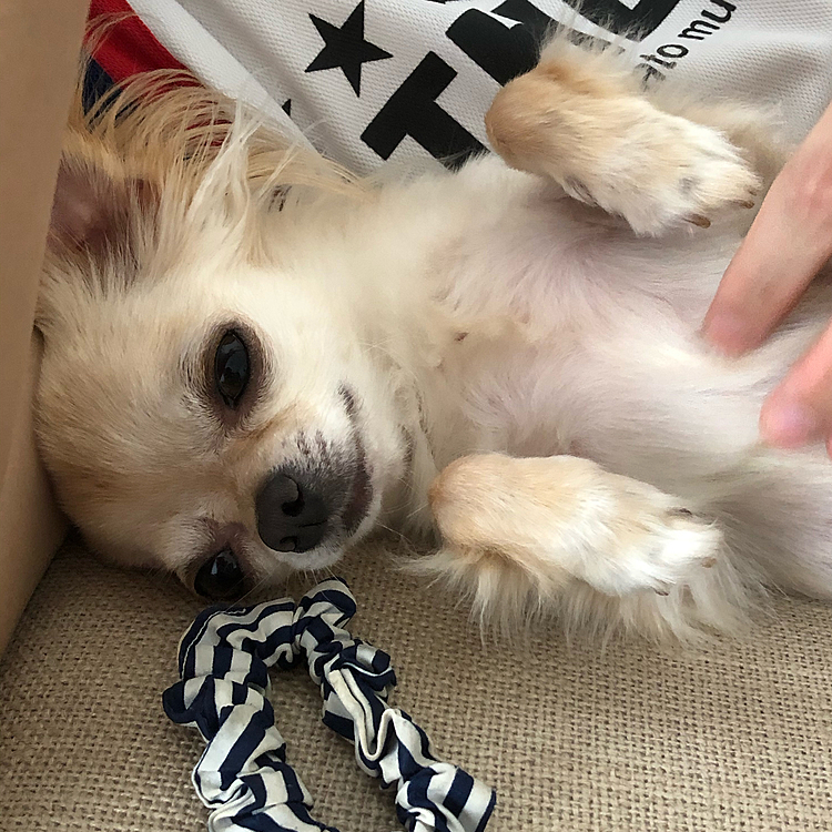こんにちは☀️
シュシュで遊んでいて撫で撫でしてもらえたらとろ〜んとしていました😊